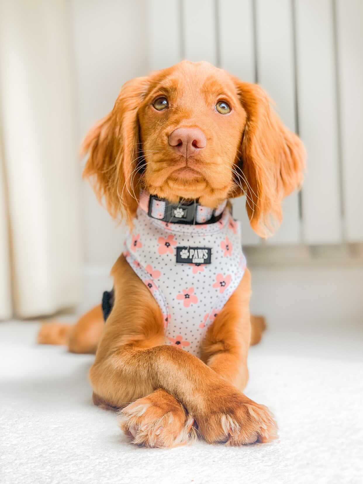 Bloom Collar